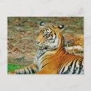 Buscar tiger postales Vida silvestre