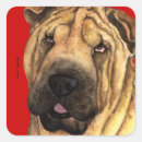 Buscar arrugado postales Shar pei