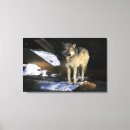 Buscar canis Lobo