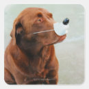 Buscar nariz de perro pegatinas Humor
