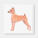 Buscar pinscher miniatura imanes Perrito