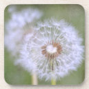 Buscar dandelion posavasos Dandelia