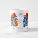 Buscar anatomía Cardiología