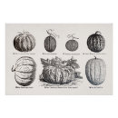 Buscar melones posters Para todos