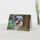 Buscar schnauzer birthday Miniatura