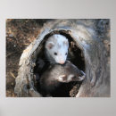 Buscar hurón posters Amigos