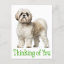 Buscar shihtzu postales Shitzu