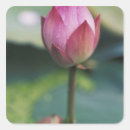 Buscar capullo de rosa pegatinas Florecer