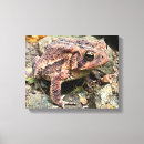 Buscar sapo lienzos Lindo