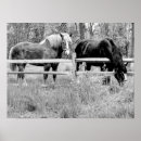 Buscar caballo arte 6 º caballito