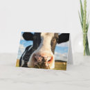 Buscar vaca de holstein tarjetas Granja lechera