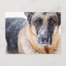 Buscar pastores alemanes postales Nieve