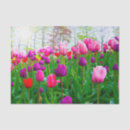 Buscar tulipanes hermosos Rosa