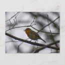 Buscar petirrojo rojo postales Pájaro