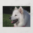 Buscar samoyedo postales Animales