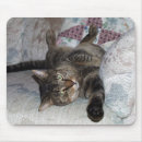 Buscar cómodo fotografía Gato