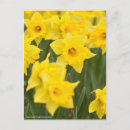 Buscar sensaciones postales Flor