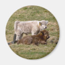 Buscar animal lover imanes Para todos