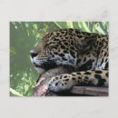 Buscar jaguar postales Salvaje