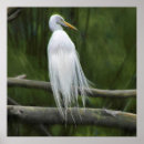 Buscar egrets posters Garganta blanca