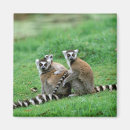 Buscar lemur imanes África