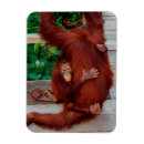 Buscar orangután imanes Borneo