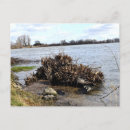 Buscar de ribera postales Naturaleza