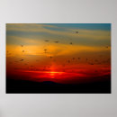 Buscar pájaros bonitos posters Aves