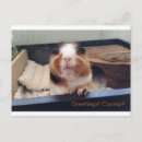 Buscar poop postales Divertido