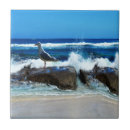 Buscar gaviotas azulejos Pájaro