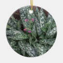 Buscar perennial Para todos