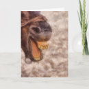 Buscar burro tarjetas Para él