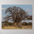 Buscar baobab arte Árbol