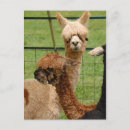 Buscar alpaca postales Lana