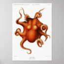 Buscar moluscos posters Vintage