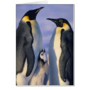 Buscar maternal Padre