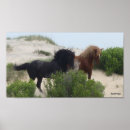 Buscar caballo negro posters Salvaje