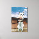 Buscar caballos lienzos Fotos de caballos