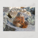 Buscar marmotas postales Adorable
