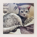 Buscar gato gris fotografía Animal