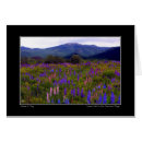 Buscar lupine Montañas