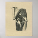 Buscar anatomía muscular posters Pierna