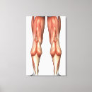 Buscar anatomía muscular arte Pierna