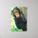 Buscar chimpancé lienzos Naturaleza