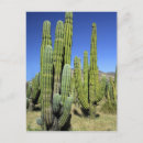 Buscar cindy postales Cactus