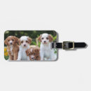 Buscar cavapoo accesorios Animal