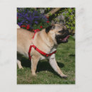 Buscar carlin postales Mops