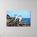 Buscar ecuador lienzos Islas galápagos