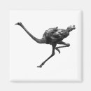 Buscar ostriches imanes Naturaleza
