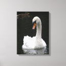 Buscar cisne blanco lienzos Animales
